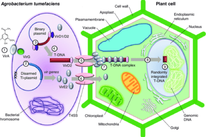 Simplified schematic representation of the transfection and subsequent transformation of a plant cell by Agrobacterium tumefaciens.