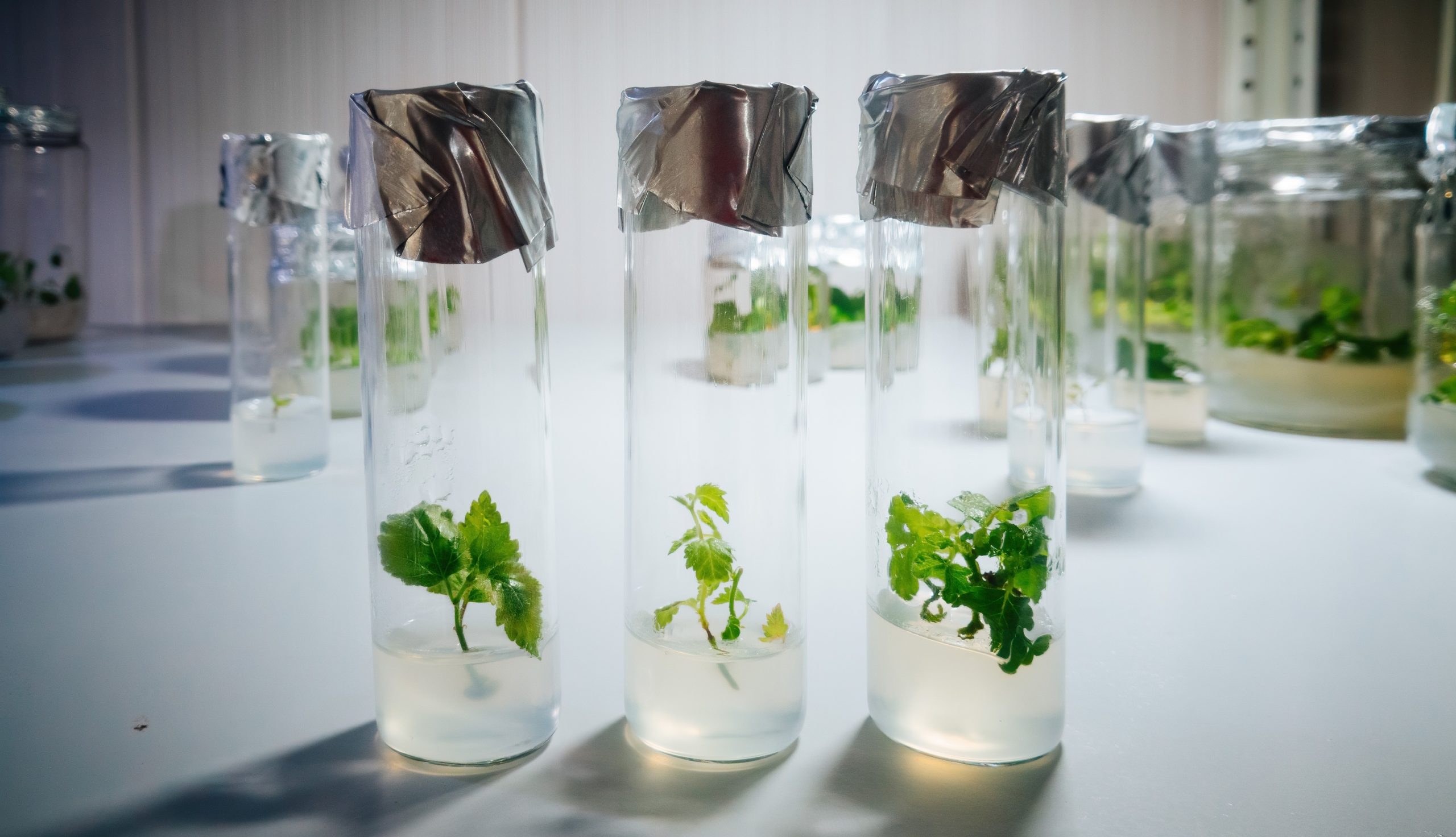Introduction to Plant Tissue Culture: Basic Terminology - Biotechtutorials